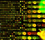 Microarray